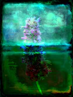 2019-09-27 Duftnessel-02-01 60x80cm Tinte auf Hahnemühlepapier